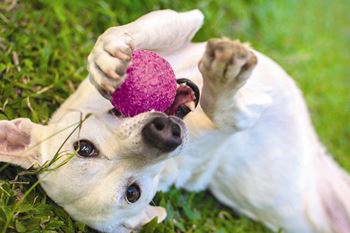 Bark park